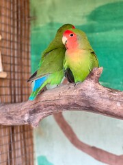 green lovebirds with pink cheeks in a cage at the zoo