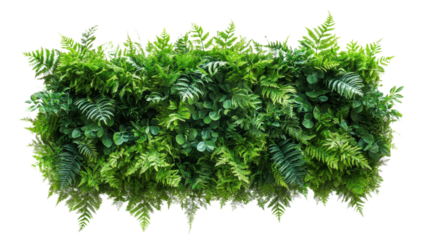 Green Plant Wall Panel | Isolated on Transparent  Background