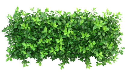 Naklejka premium Green Plant Wall Panel | Isolated on Transparent Background