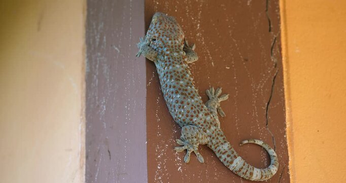 Tokay gecko (Gekko gecko) on the wall of the house, a big gecko
