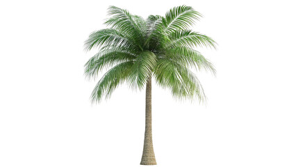 Palm tree on a white transparent background