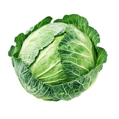 Obraz premium Fresh Green Cabbage with Detailed Texture | Isolated on Transparent Background