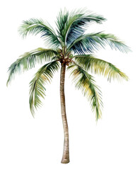 PNG Lush palm tree with vibrant green fronds