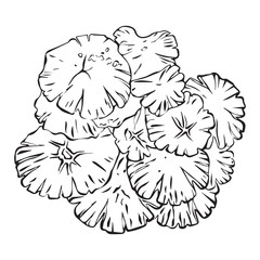 Vector linear illustration of mushroom caps. Many mushrooms top view in linear style.