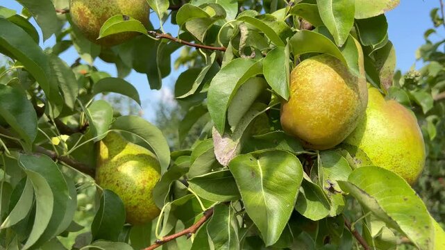 rich harvest of fruits and vegetables in the village, apple pear picking authentic lifestyle