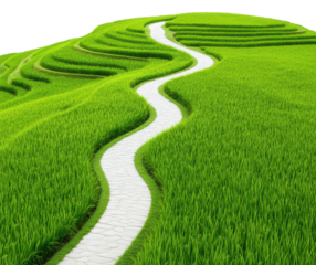 PNG Calm path through green rice fields