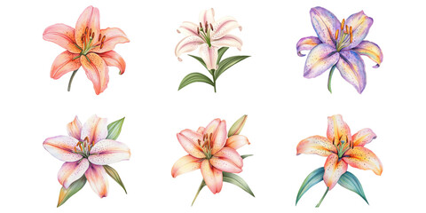 set of beautiful lily flower isolated on a white background