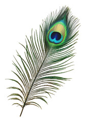 Obraz premium PNG A vibrant peacock feather with striking colors