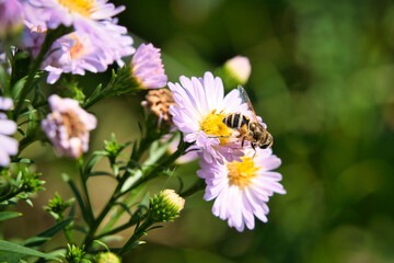 Hoverfly on a delicate pink flower collecting pollen. Macro shot of an insect