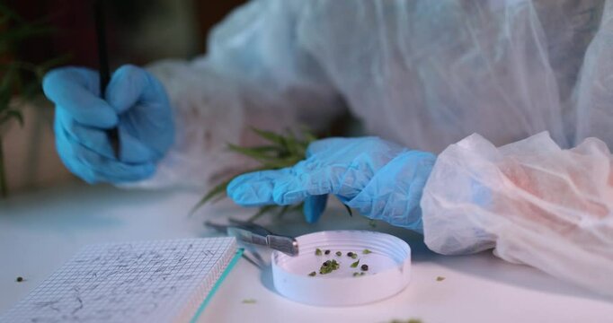 A passionate researcher conducts indepth studies of cannabis leaves and seeds, documenting findings in a lab