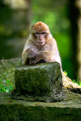 Makake auf seinem Felsen