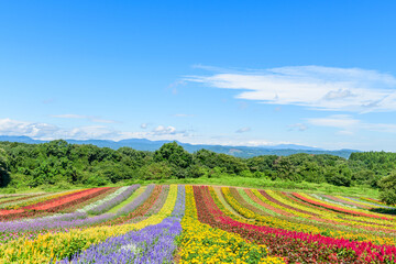 宮城　初秋 やくらいガーデン
