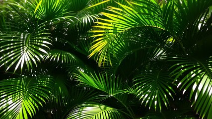 Bright sunlight shines through vibrant green palm leaves, creating a tropical and serene atmosphere. Perfect for concepts of nature, relaxation, and exotic travel destinations.