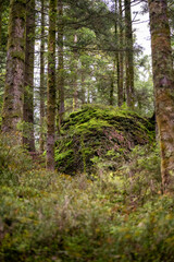 Un énorme rocher couvert de mousse au milieu d'une forêt de sapin dans les Vosges