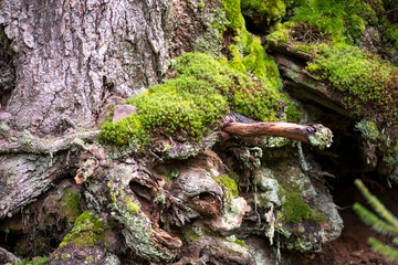 Détail d'écorces d'arbres et de mousses