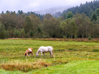Deux chevaux dans un champ au milieu de la forêt des Vosges et de la brume