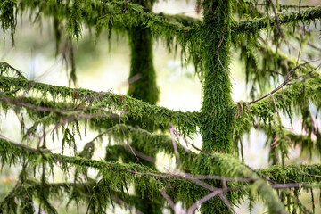 Obraz premium Mousses qui recouvrent et pendent sur le tronc et les branches d'un jeune sapin