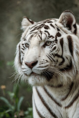 white bengal tiger
