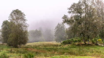 Fototapeta premium Arbres, prairies et forêt perdus au milieu des brumes sur les hauteurs des Vosges