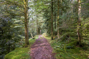 Magnifique sentier de randonnée au milieu de la forêt des Vosges