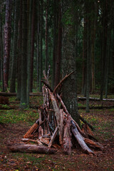 Wooden branches for a fire near a tree trunk in a pine forest