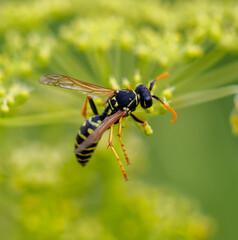 Wasp on a yellow flower. Macro