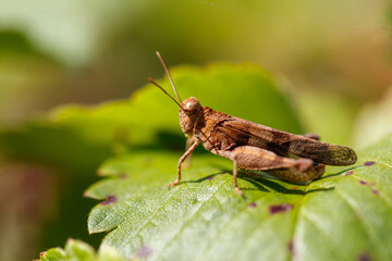 Grasshopper green vegetation in nature. Macro
