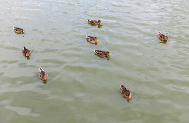 A flock of ducks is swimming in the lake