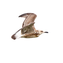 Seagull in flight isolated on white background