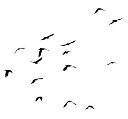 Flock of birds isolated on white background