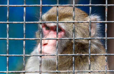 Portrait of a monkey behind a metal fence in a zoo