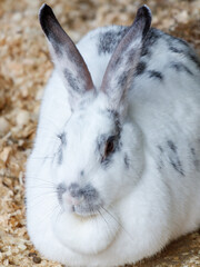 Portrait of a rabbit on a farm