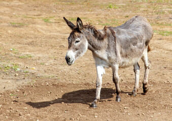 Portrait of a donkey in the wild