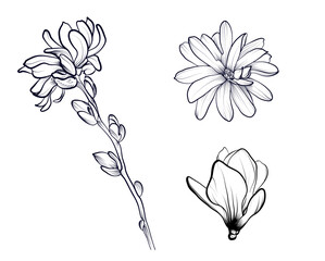 a set of black and white hand-drawn magnolia flowers vector illustration