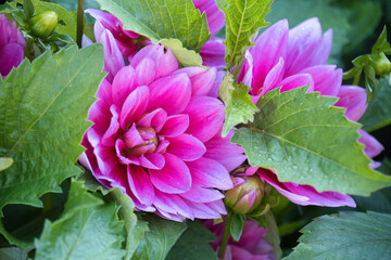 Einfache Dahlie Bluesette