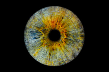 Obraz premium Close up of eye iris on black background, macro, photography 