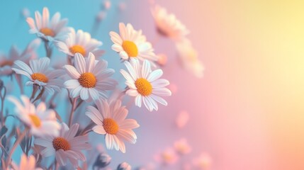 Close-up of Daisies with Soft, Pastel Background