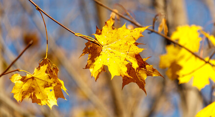 Yellow leaves on a maple tree in autumn