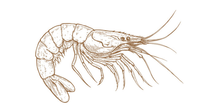 recommend clip art: Shrimp, seafood, sketch. Vintage retro print, seafood shrimp prawn sketch, sea life, ink pencil style drawing, engrave old school sketch, hand drawn. Sketch artwork shrimp. Vector Illustration