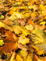 Maple leaves on the ground in autumn