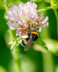 Bee on a pink clover flower. Macro