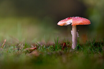 Fliegenpilz im Herbst