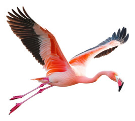 PNG Pink flamingo in motion on white