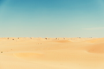 A vast desert landscape with rolling sand dunes and a clear blue sky above. The image captures the beauty and serenity of a desert environment