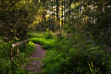 Dichter Wald im Sommer 