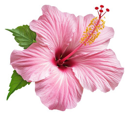 PNG Beautiful pink hibiscus flower with green leaves