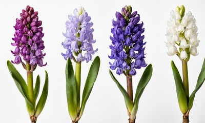 Naklejka premium Four hyacinth flowers in different colors on a white background