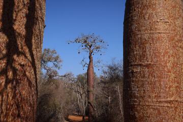 Madagascar. Panorama con alberi di baobab.