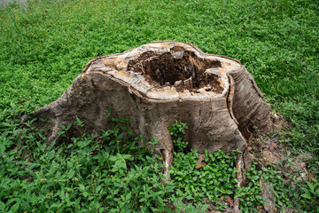 Big tree stump on green grass