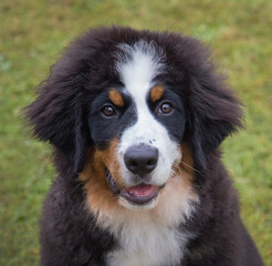 Portrait of a Bernese Mountain Dog puppy on the green grass.